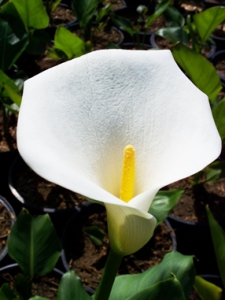 Zantedeschia aethiopica, naturens lust?